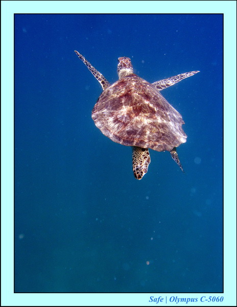 2006 - 07 - Perhentian - Plongee 186